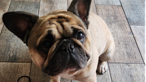 Lost Pet: Ham