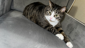 Lost Pet: Moe