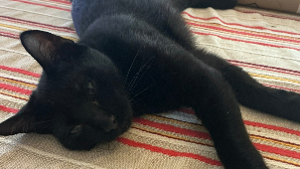 Lost Pet: Mofongo