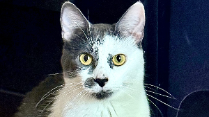Lost Pet: Patty Duke