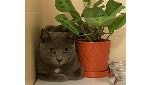 Lost Pet: Nimbus