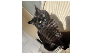 Lost Pet: Callie