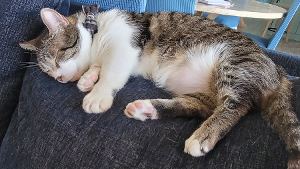 Lost Pet: Monroe