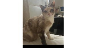Lost Pet: Luna