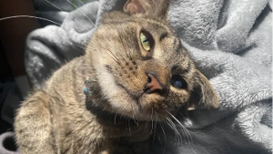 Lost Pet: Theo
