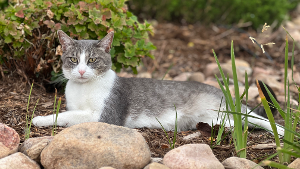 Lost Pet: Tommie Arriaga