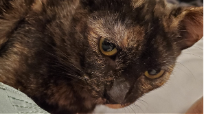 Lost Pet: Ginger