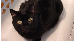 Lost Pet: Nitro Sky
