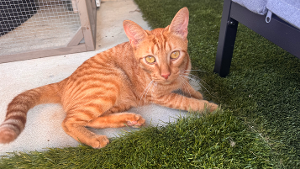 Lost Pet: Sunny
