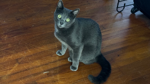 Lost Pet: Kevin