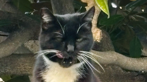 Lost Pet: Kitty Kevork