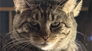 Lost Pet: Chino