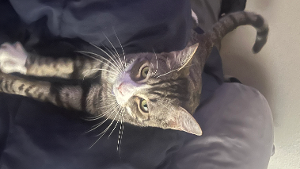 Lost Pet: Archie / Hades