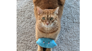 Lost Pet: Buttercup
