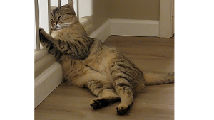 Lost Pet: NEPTUNE
