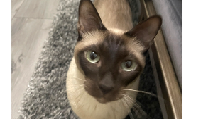 Lost Pet: Grayson