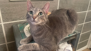 Lost Pet: Beerus