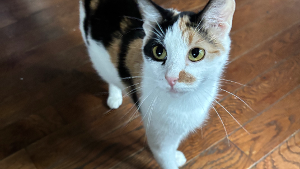Lost Pet: Kali