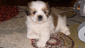 Lost Pet: Rylo