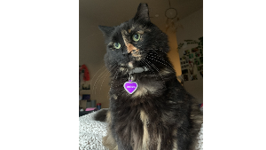 Lost Pet: Matilda