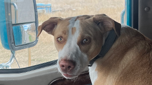Lost Pet: Iris