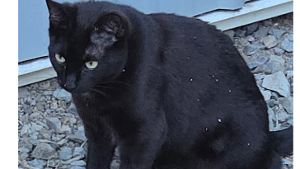 Lost Pet: Frankie