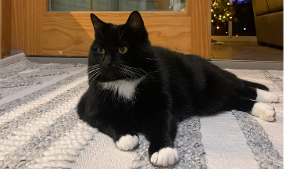 Lost Pet: LITTLE BIT