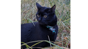 Lost Pet: Nathan