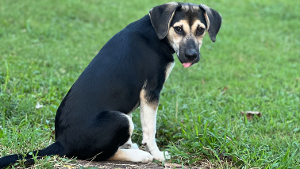 Lost Pet: Juneau