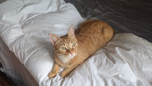 Lost Pet: Gump