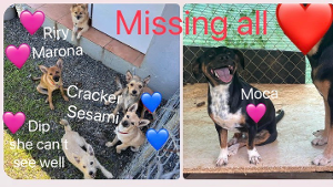Lost Pet: Riry