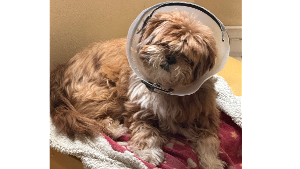 Lost Pet: Nixie