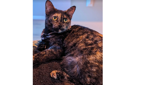 Lost Pet: Harvey