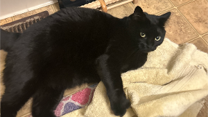 Lost Pet: Mystic
