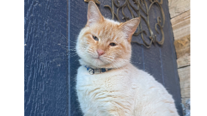 Lost Pet: Coco