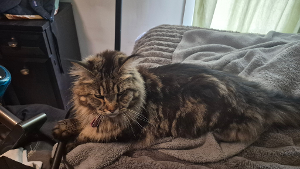 Lost Pet: Serena