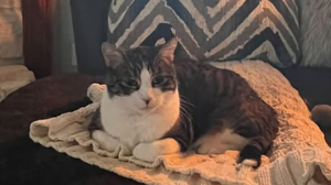 Lost Pet: Coco