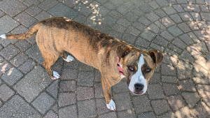 Lost Pet: Scout