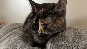 Lost Pet: Coco