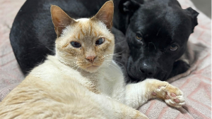 Lost Pet: Jack