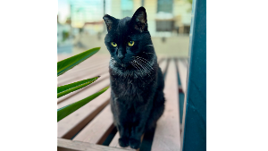 Lost Pet: binky