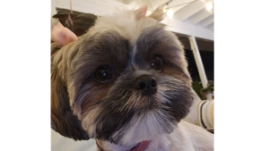 Lost Pet: Cookie
