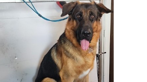 Lost Pet: Andre