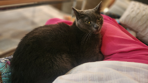 Lost Pet: Moose