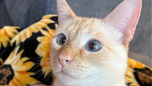 Lost Pet: Archie Ziggy