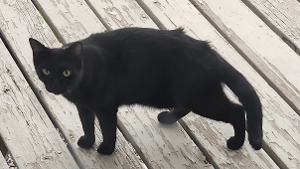 Lost Pet: Bagheera