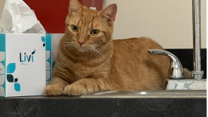 Lost Pet: Frank