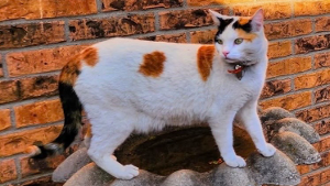 Lost Pet: Cali Kane Elfving