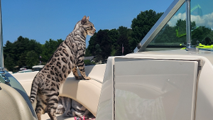 Lost Pet: Torch