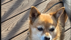 Lost Pet: Jordan